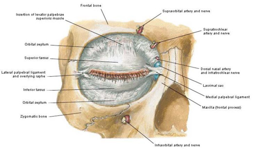 Mag-5 Procedure